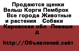 Продаются щенки Вельш Корги Пемброк  - Все города Животные и растения » Собаки   . Кировская обл.,Леваши д.